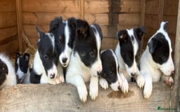 Border Collie dogs for sale: Pure border collies ready now  - Image 3