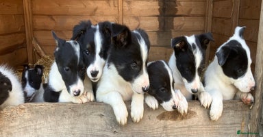 Border Collie dogs - Advert 10