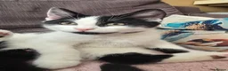 Turkish Angora cats for sale: 5 wonderful fur babies (4girls,1boy) - Advert 7