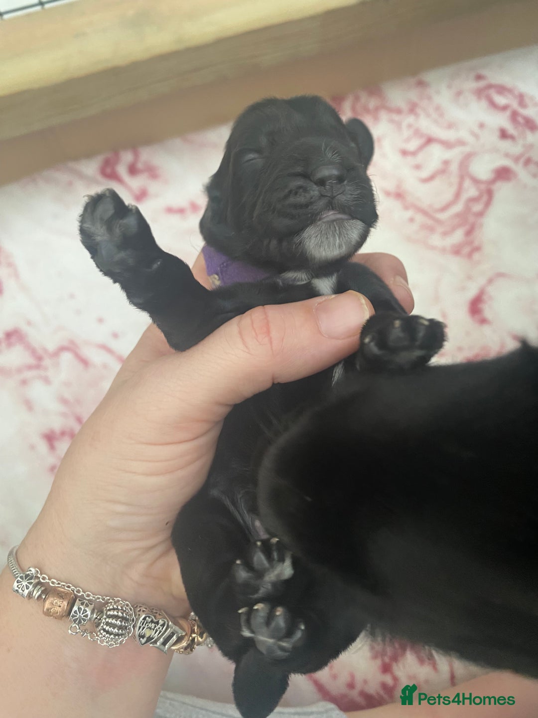 Cocker Spaniel dogs for sale: Cocker spaniels  - Advert 4