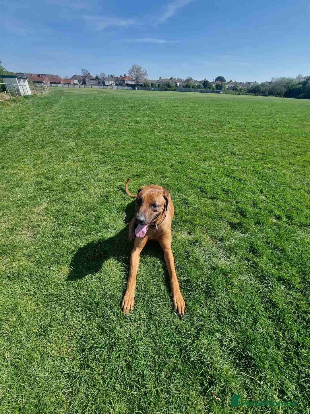 Rhodesian Ridgeback dogs for stud: Pedigree Rhodesian Ridgeback for Stud - Advert 5