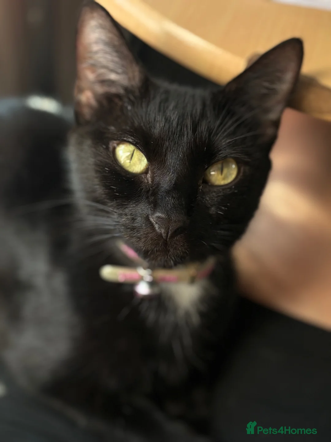 Domestic Shorthair cats for sale: 4 adorable kittens looking for new homes - Advert 2