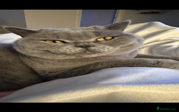 British Shorthair cats for sale: 2 cuddly bsh best friends  - Advert 7