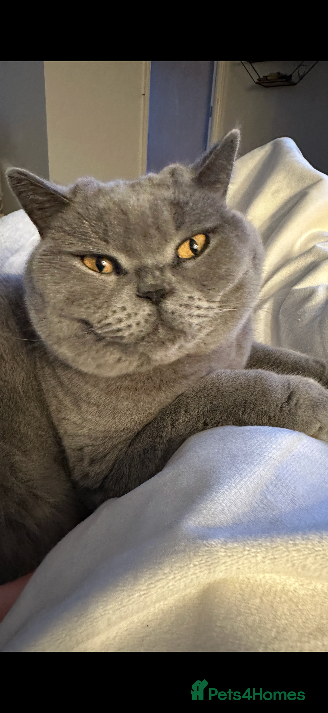 British Shorthair cats for sale: 2 cuddly bsh best friends  - Advert 7