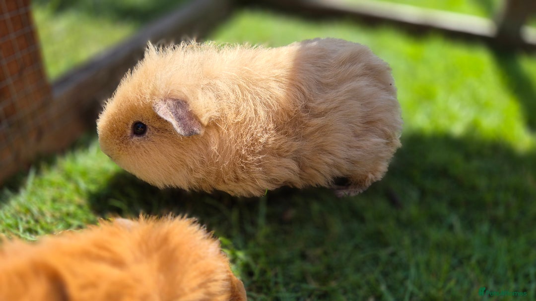 Guinea Pig rodents for sale: John & Casey bonded brothers - Image 3