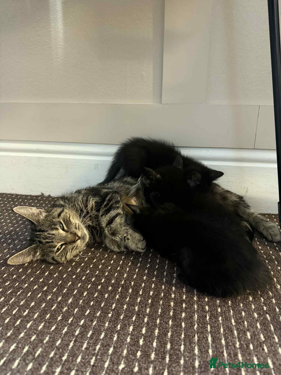 Mixed Breed cats for sale: 2 female kittens left  - Image 5