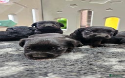 Labrador Retriever dogs for sale: 6 BEAUTIFUL BLACK PUPPIES. LAB CROSS COCKER - Image 14