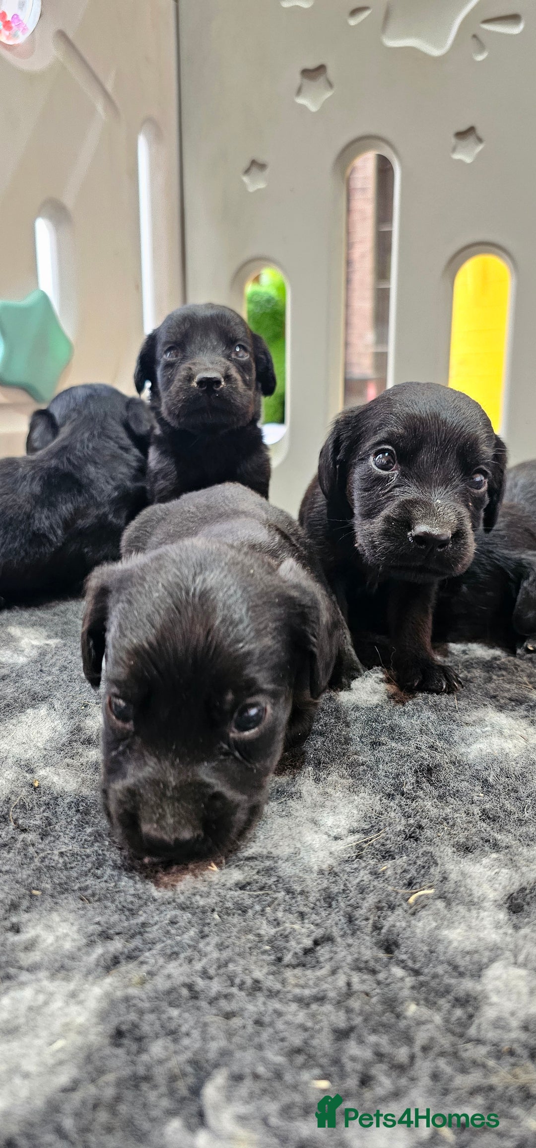 Labrador Retriever dogs for sale: 6 BEAUTIFUL BLACK PUPPIES. LAB CROSS COCKER - Image 14