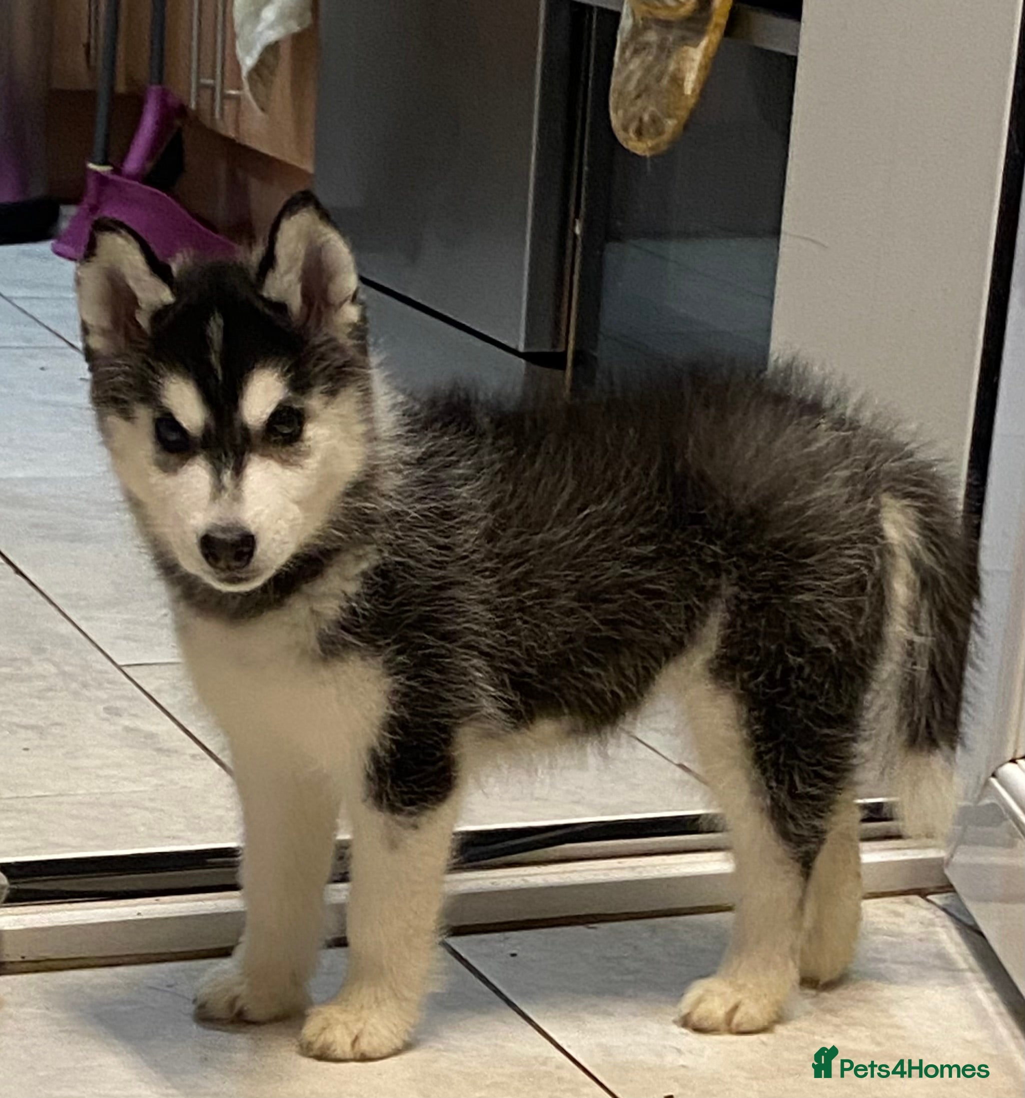 Siberian Husky dogs PREMIUM SIBERIAN HUSKY PUPPIES KC - Advert 1