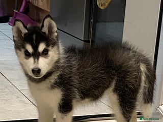 Siberian Husky dogs PREMIUM SIBERIAN HUSKY PUPPIES KC - Advert 2