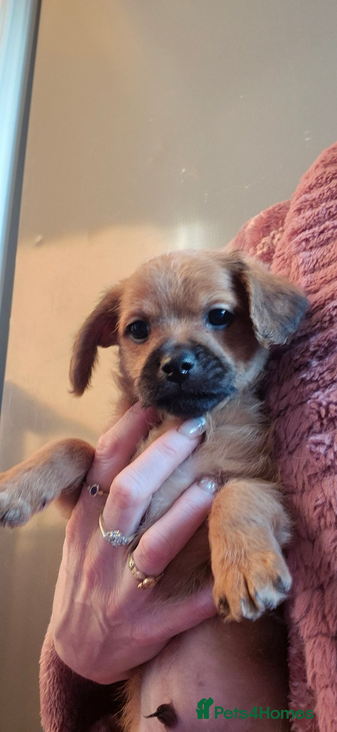 Chipoo dogs for sale: Beautiful chipoo puppys  - Advert 26