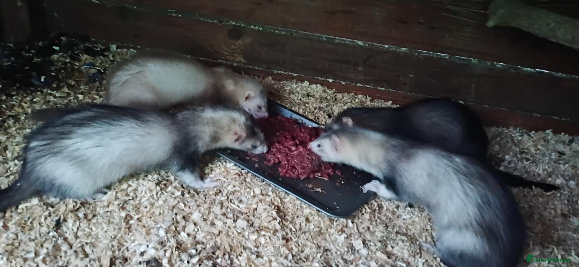 Ferret rodents For sale hobs  - Advert 2