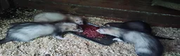 Ferret rodents for sale: For sale hobs  - Advert 1
