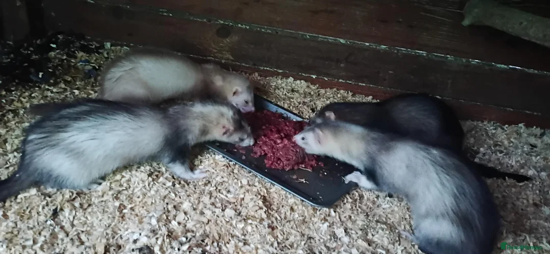 Ferret rodents for sale: For sale hobs  - Advert 1