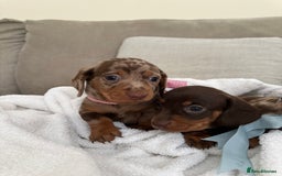 Dachshund dogs for sale: Minnature Long Haired Dachshund puppies  - Image 10