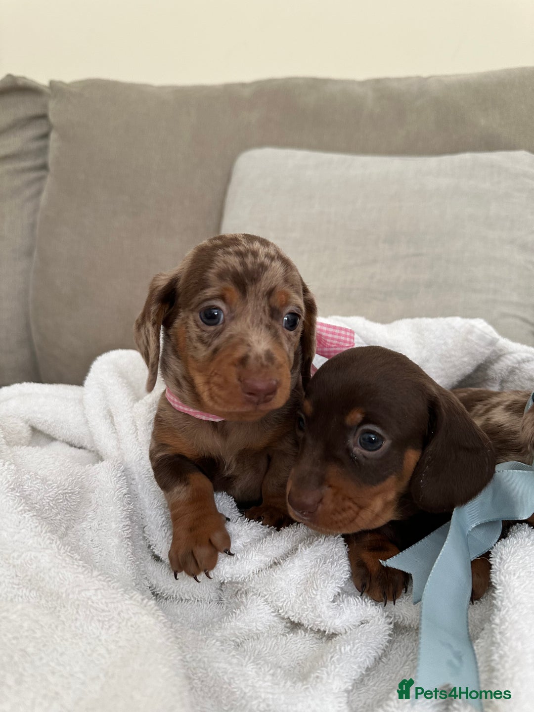 Dachshund dogs for sale: Minnature Long Haired Dachshund puppies  - Image 10