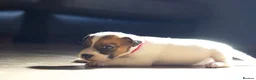 Jack Russell dogs for sale: Short Legged Jack Russel Puppies - Advert 10