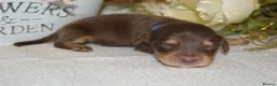 Miniature Dachshund dogs for sale: KC Long Coat Miniature Dachshund Puppies - Advert 16