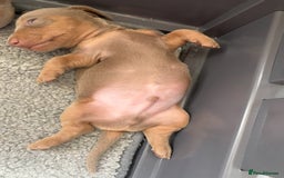 Miniature Dachshund dogs for sale: Beautiful teeny tiny Isabella mini dachshunds  - Image 9