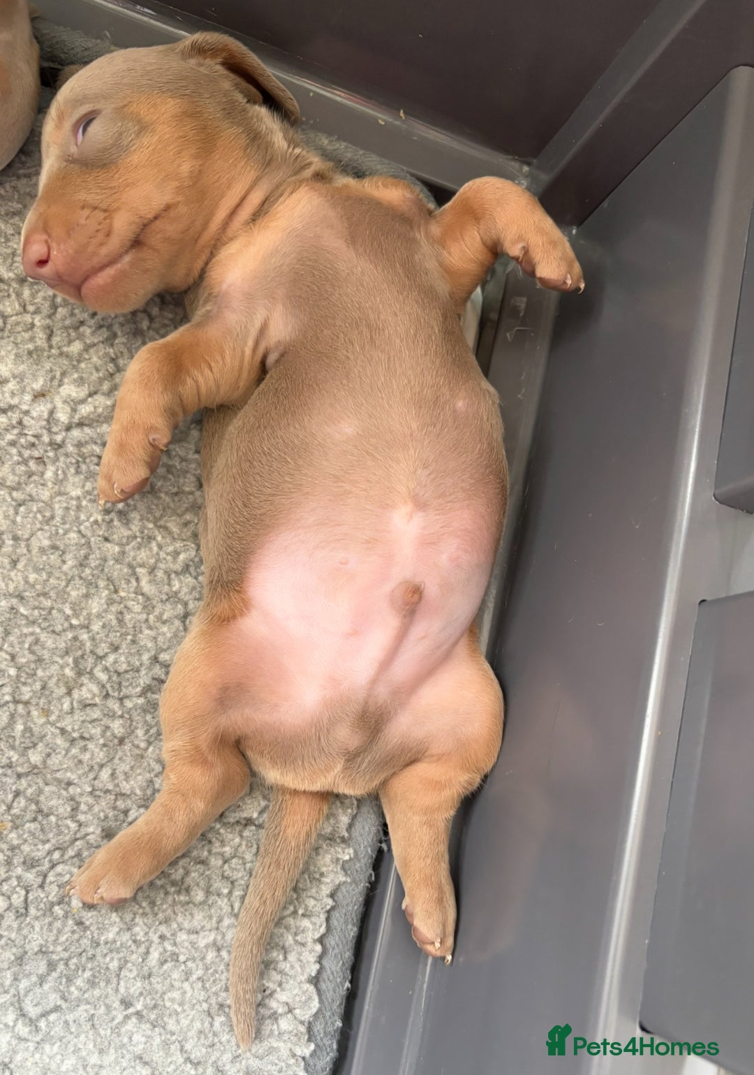 Miniature Dachshund dogs for sale: Beautiful teeny tiny Isabella mini dachshunds  - Image 9