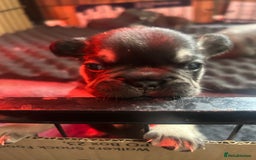 French Bulldog dogs for sale: French bulldog puppies  - Image 5