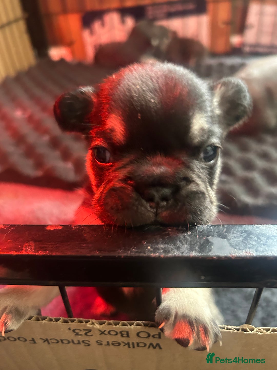 French Bulldog dogs for sale: French bulldog puppies  - Image 5
