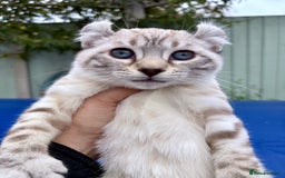 Savannah cats for sale: Breath taking wild looking girl  - Image 7