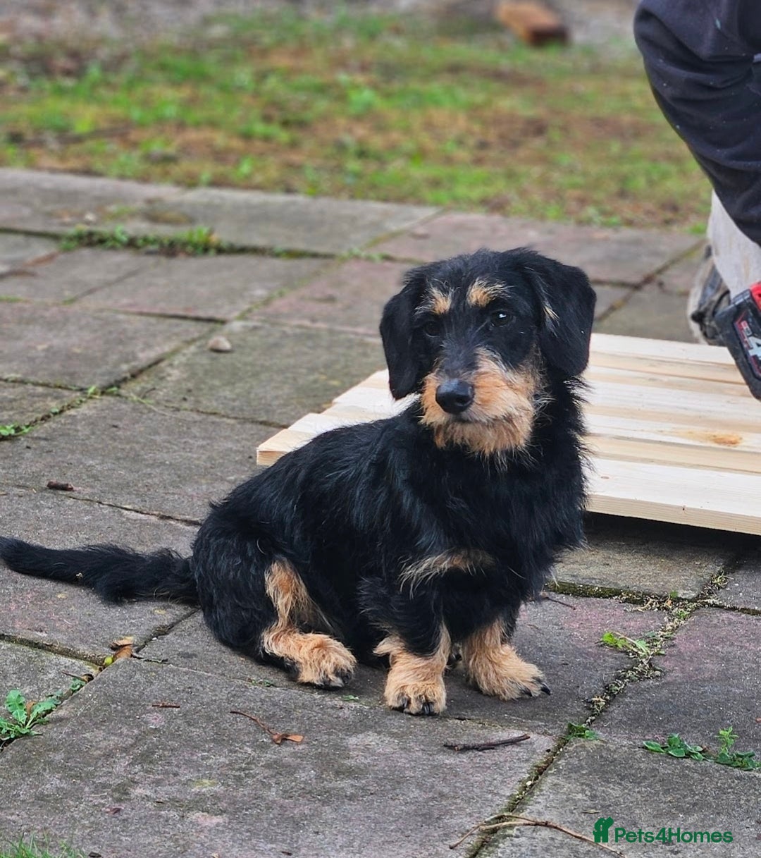 Mixed Breed dogs for sale: Jack Russell x wired haired dachshund  - Advert 4