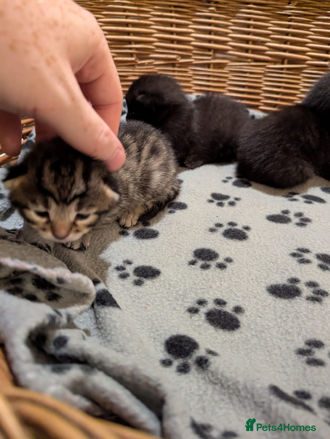 Mixed Breed cats for sale: Russian blue cross black and tabby kittens  - Image 9
