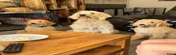 Goldendoodle dogs for sale: F1B Goldendoodles  in Norwich - Advert 9