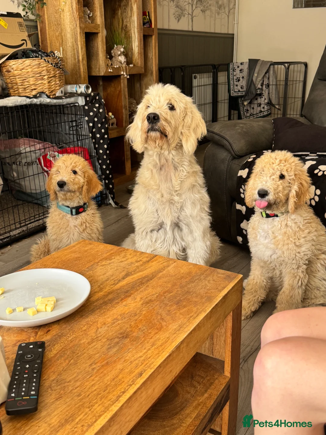 Goldendoodle dogs for sale: F1B Goldendoodles  in Norwich - Advert 9