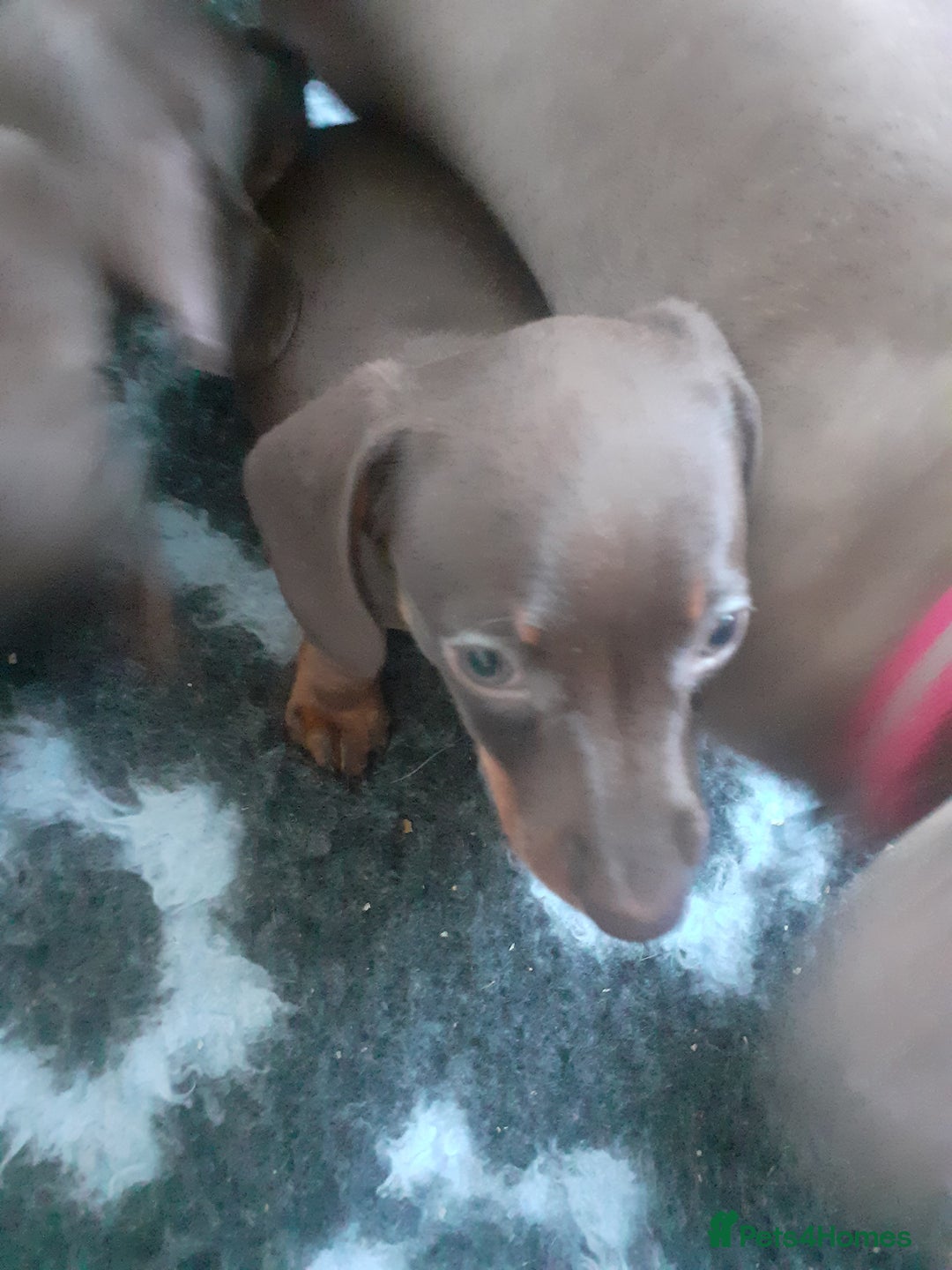 Miniature Dachshund dogs for sale: 1 gorgeous mini  sausage girl for sale - Image 2