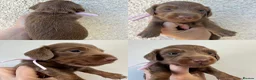 Miniature Dachshund dogs for sale: READY TO LEAVE unreal long hair KC stunning💙💕 - Advert 23