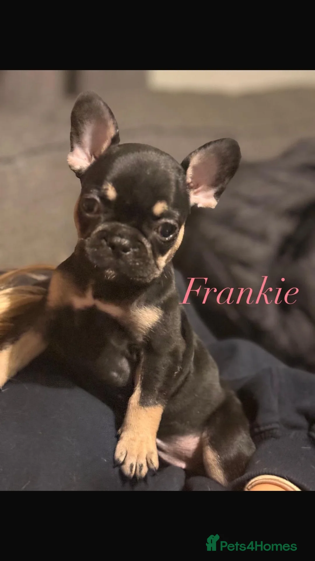 French Bulldog dogs for sale: Full KC Frenchie - 1 Beautiful little boy left - Advert 2