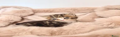 Bean
