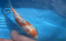 Koi Carp fish for sale: Koi for sale - Image 5