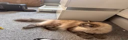 Siberian cats for sale: SmartBoy for sale  - Advert 2