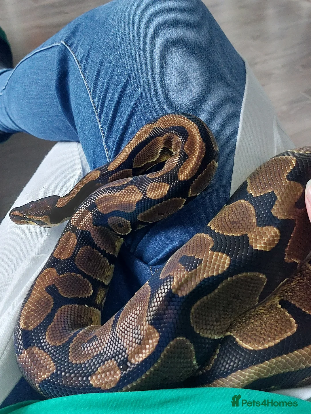 Python Snake reptiles for sale: 3 ball pythons+ all equipment - Advert 5