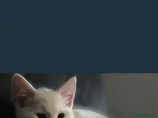 Khao Manee cats Khao Manee kitten 🐱 - Advert 1