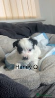 Biewer Terrier dogs Beautiful Biewer puppies for sale - Advert 1