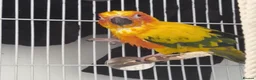 Conures birds for sale: Sun Conure Rehoming!  - Advert 3