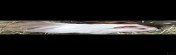 Guinea Pig rodents for sale: Beautiful baby guinea pigs - males and females  - Advert 8