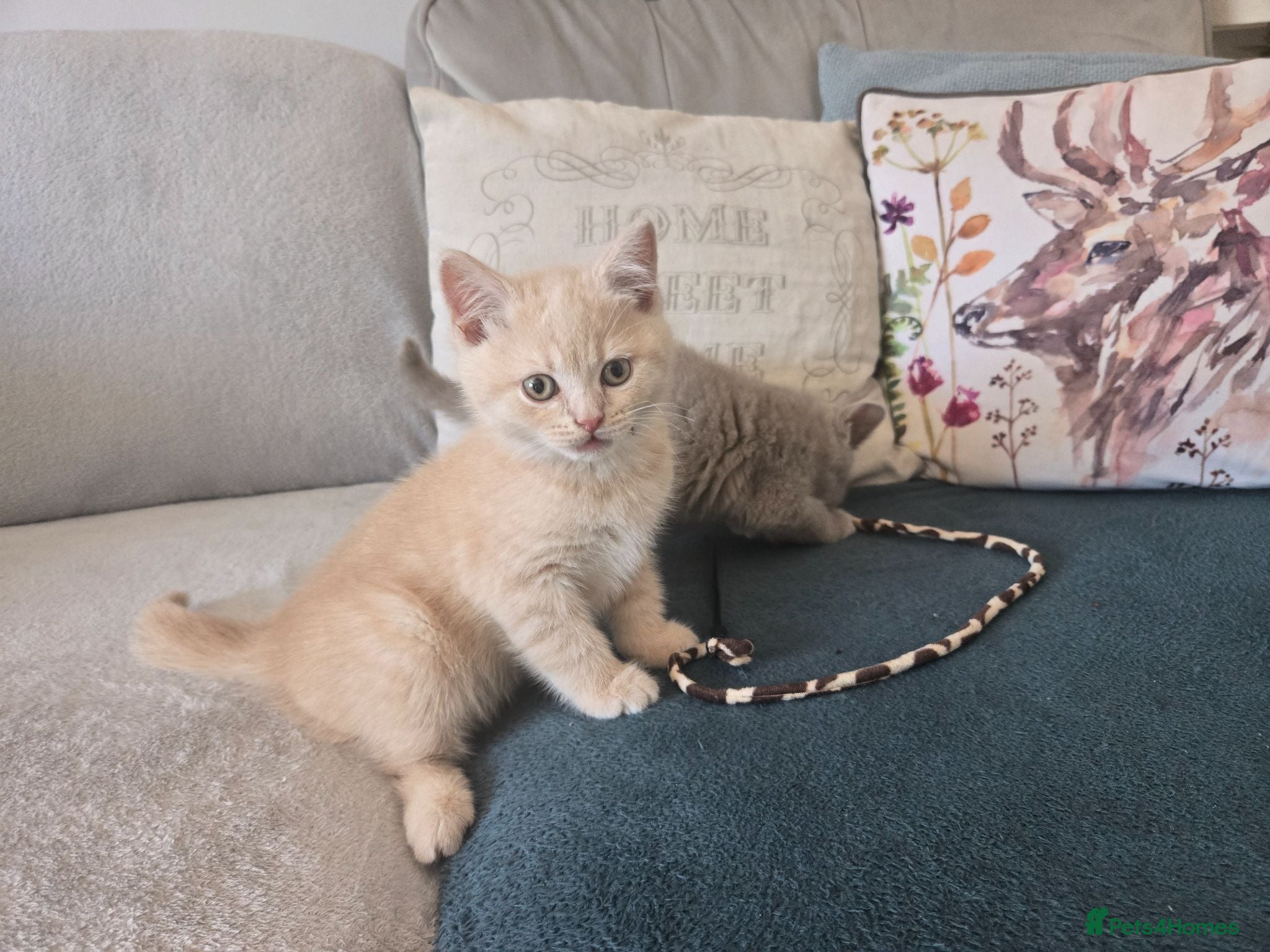 British Shorthair cats Just 2 stunning babies left - Advert 18