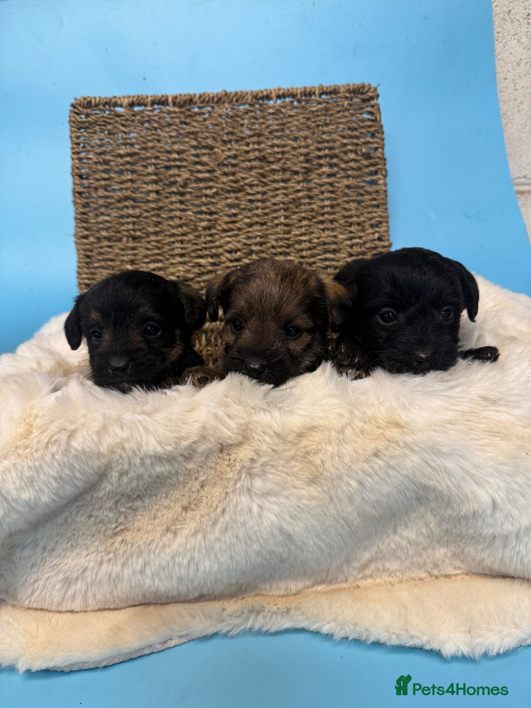 Mixed Breed dogs for sale: Unique Border Terrier X Mini Poodle Puppies! - Advert 6
