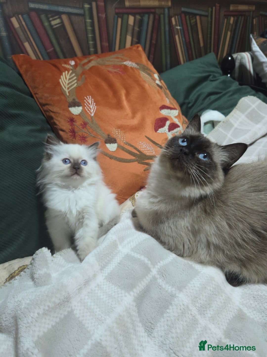 Ragdoll cats for sale: 💕Gccf registered ragdoll chocolate point girl 💕 - Image 6