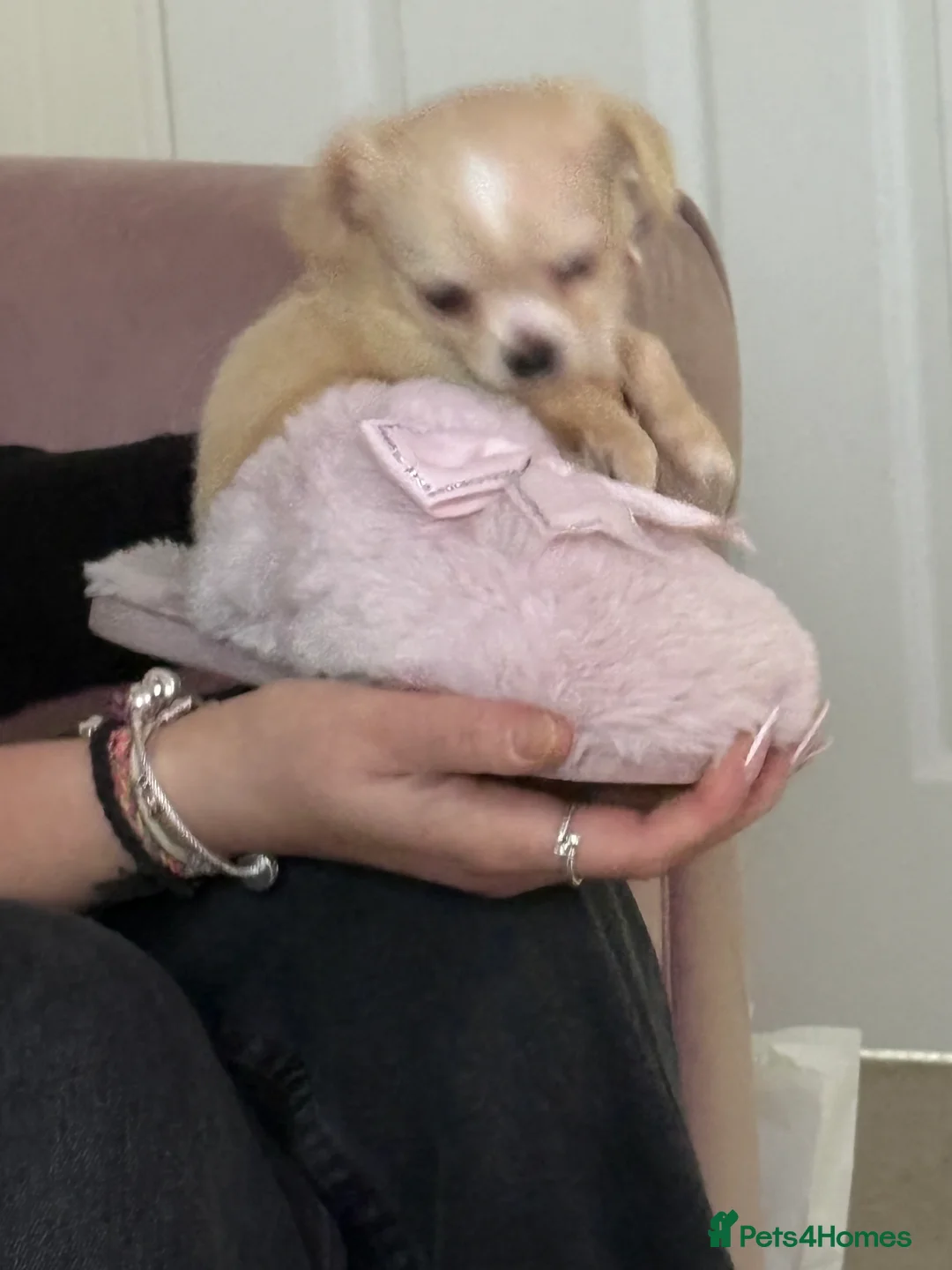 Chihuahua dogs for sale: Beautiful  **  chihuahua girls - Advert 7
