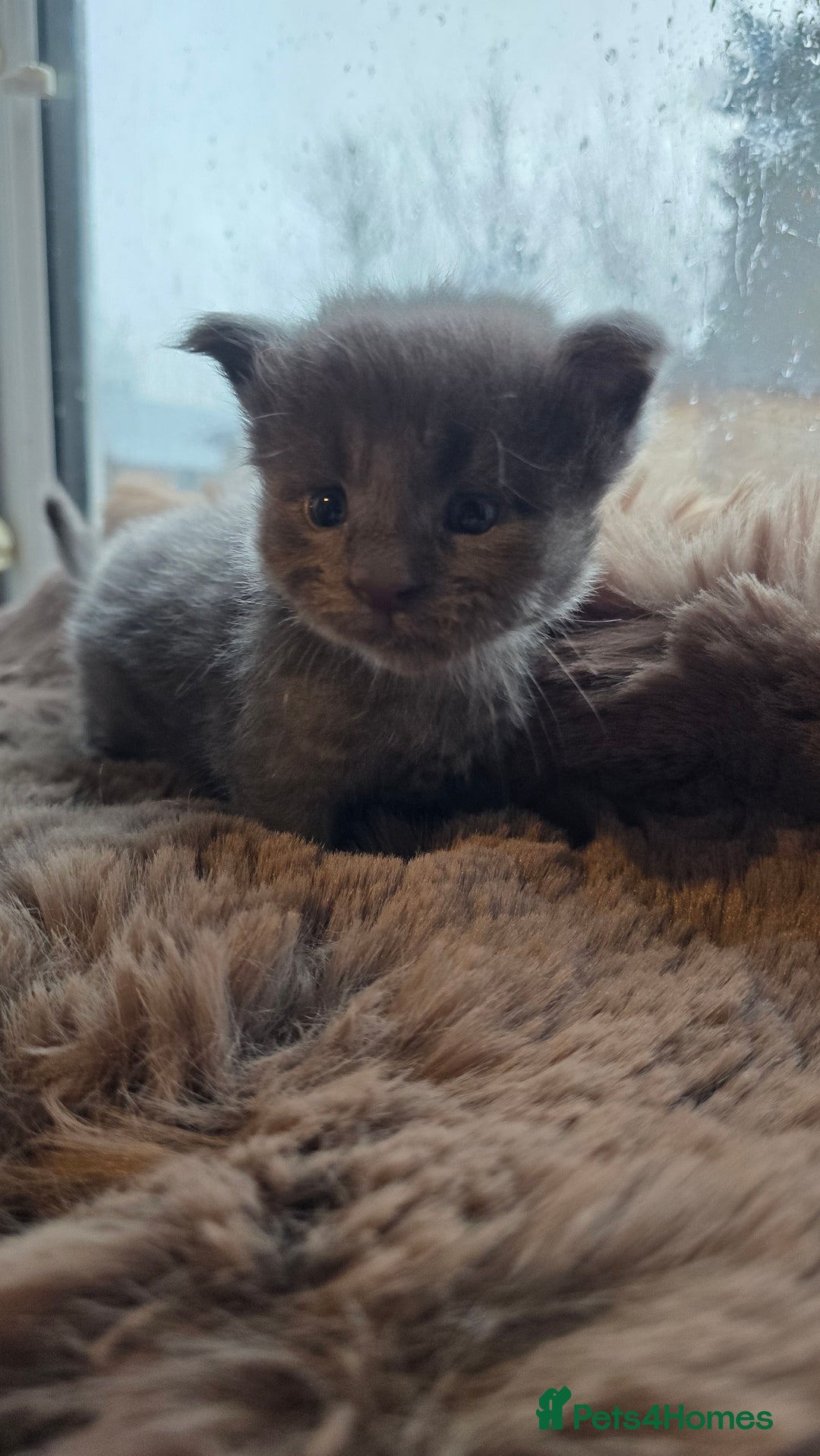 Maine Coon cats for sale: Stunning Mainecoons - Advert 3