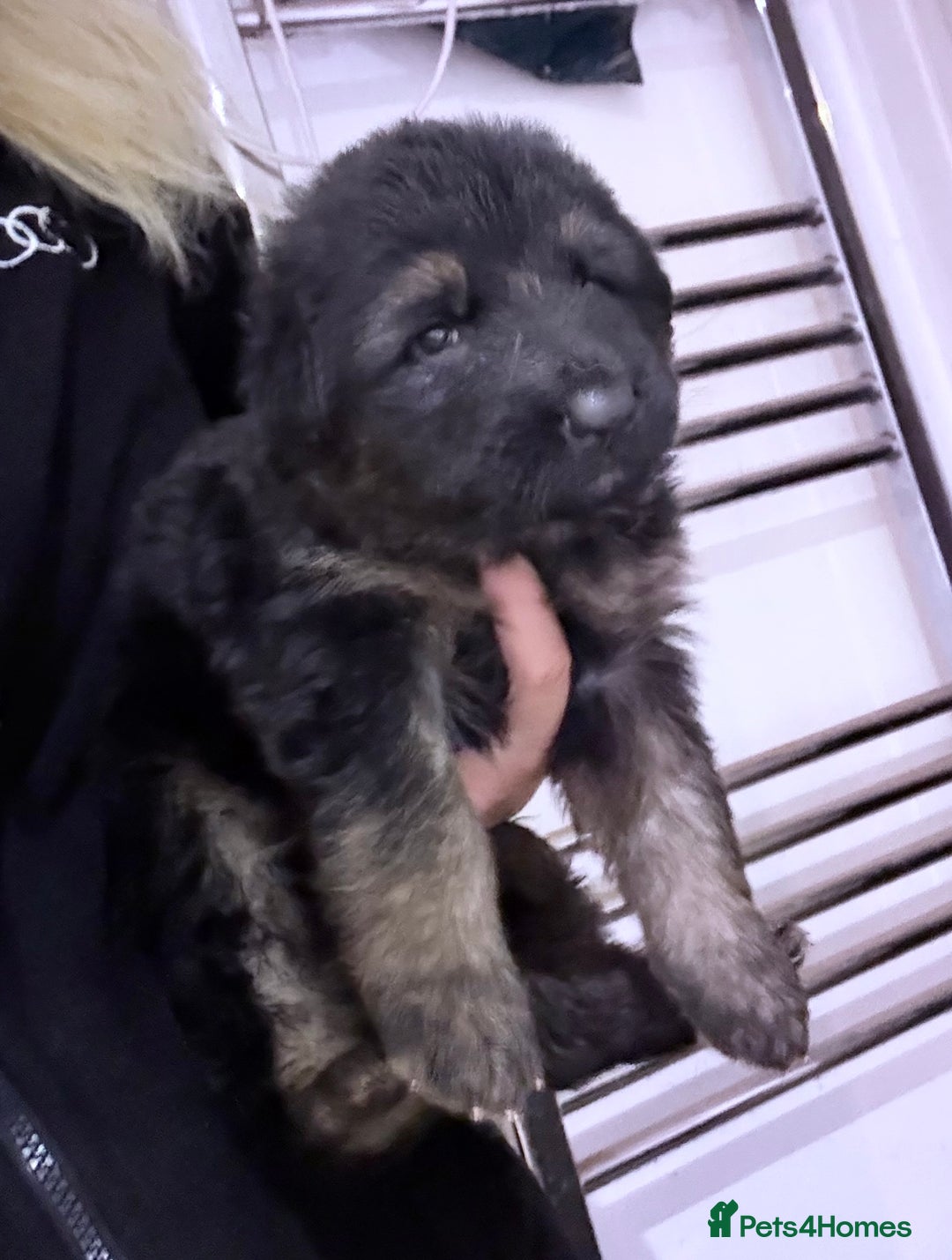 German Shepherd dogs for sale: KC GSD long coat.  Fantastic bloodlines.  - Advert 6