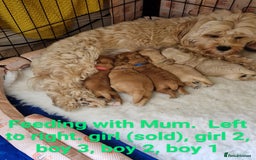 Cavapoo dogs for sale: 5* Beautiful cavapoo puppies 🐶 in Swansea - Image 15