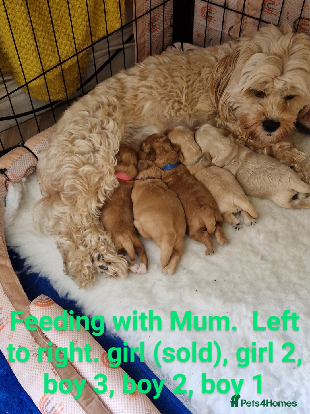 Cavapoo dogs for sale: 5* Beautiful cavapoo puppies 🐶 in Swansea - Image 15